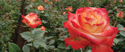 Crown Jewel of any Arrangement, the Ecuadorian Rose.