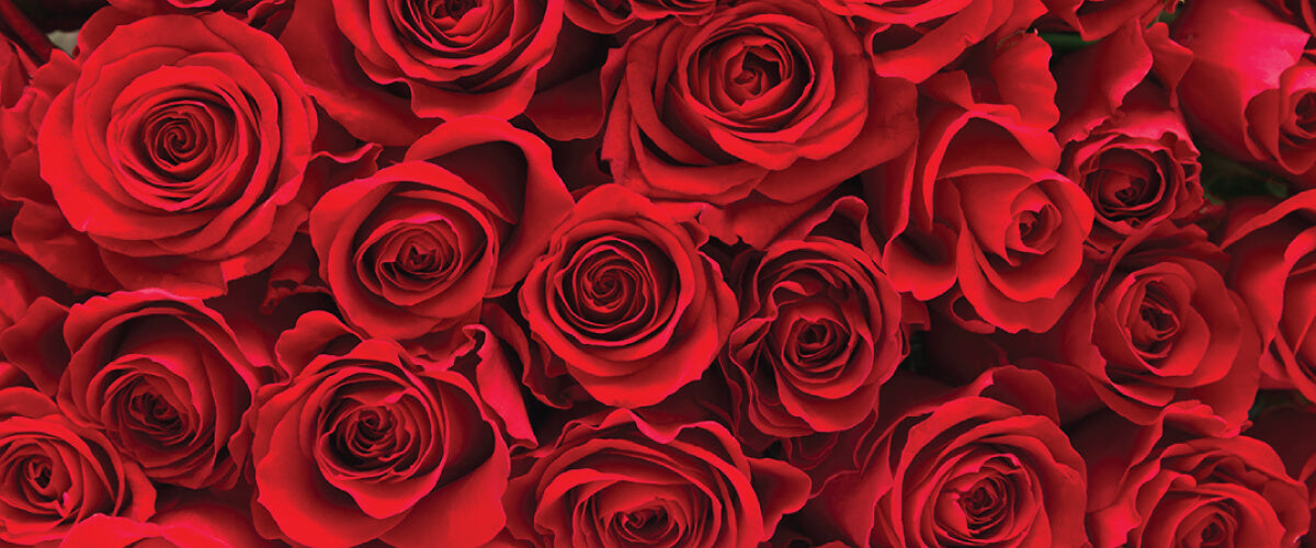 Buy online fresh valentines day roses