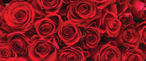 Buy online fresh valentines day roses