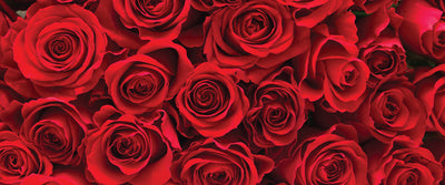 Valentine’s Day Roses: The Queen of Flowers and Their Meanings