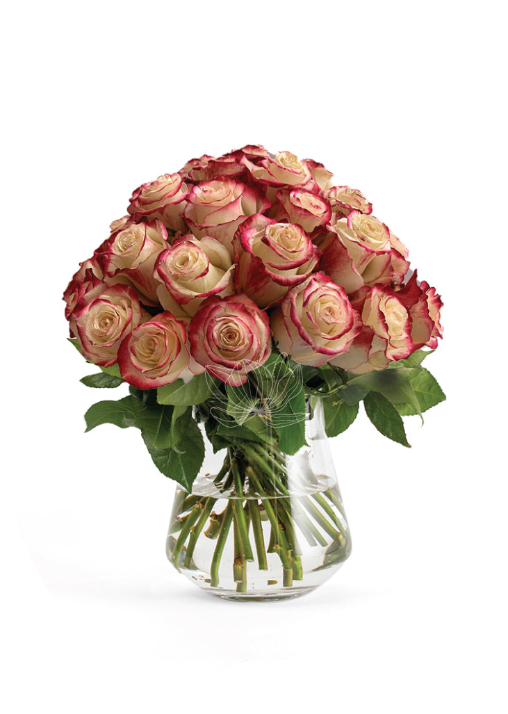 Bi-Colored White-Red Long Stemmed Roses | Blooming Emotions ...