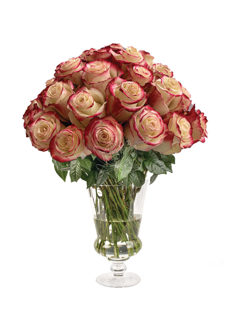 Bi-Colored White-Red Long Stemmed Roses | Blooming Emotions