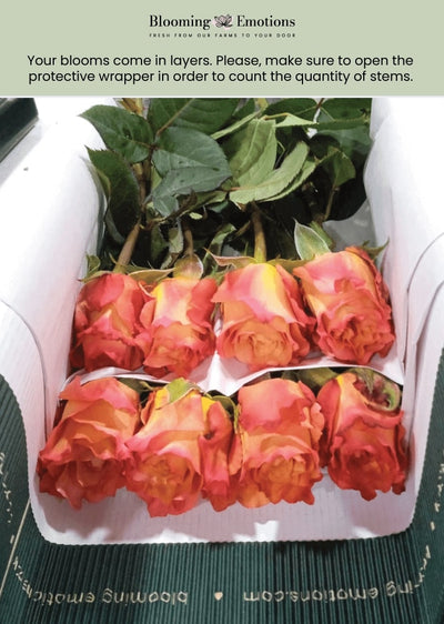 Bi-color Coral & Cream Long Stem Roses