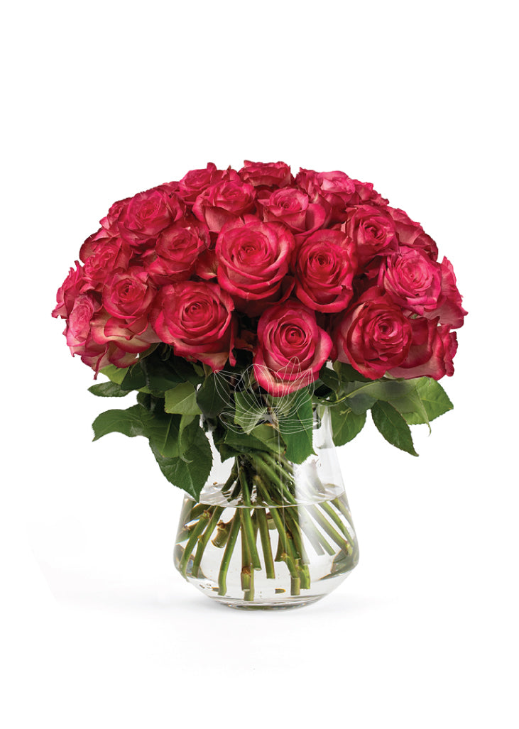 Bicolor Hot Pink Long Stemmed Roses | Blooming Emotions