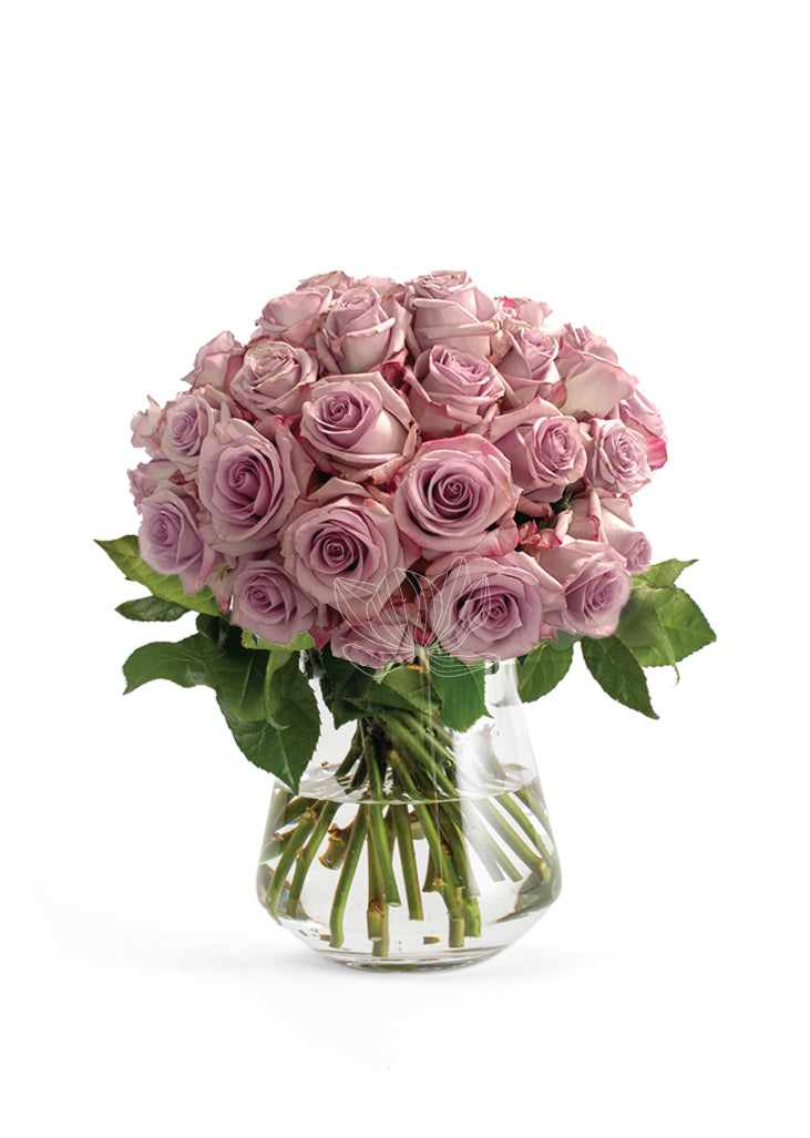 Lavender Roses - Fresh Ecuadorian Roses - Blooming Emotions