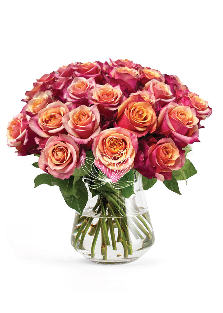 Bi-color orange and pink long stem Ecuadorian roses wholesale bulk