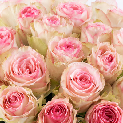 Bi-colored Cream & Pink Long Stem Roses