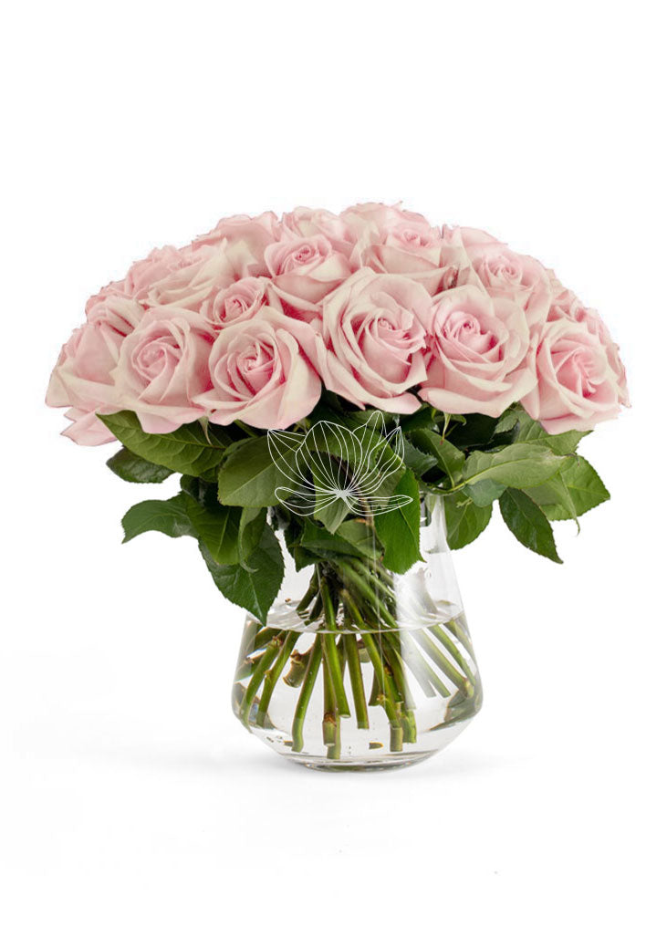 Light pink long stem Ecuadorian roses Valentine's Day delivery