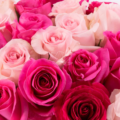 Hot Pink & Light Pink Long Stem Roses