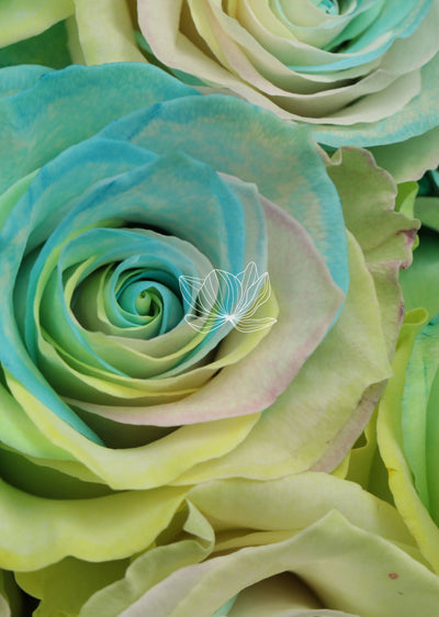 Pastel Rainbow Tinted Long Stemmed Roses | Blooming Emotions