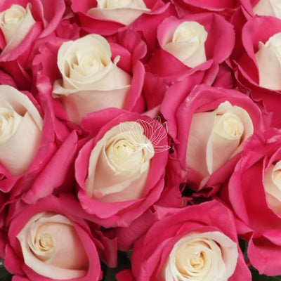 Pink Candy Tinted Long Stem Roses