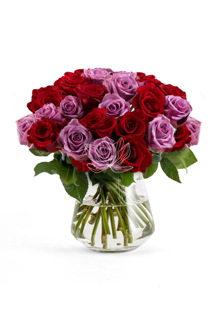 Red and lavender bi-color long stem Ecuadorian roses wholesale