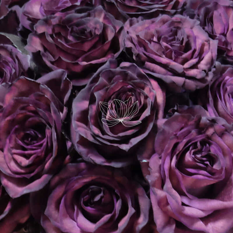 Royal Purple Tinted Long Stem Roses