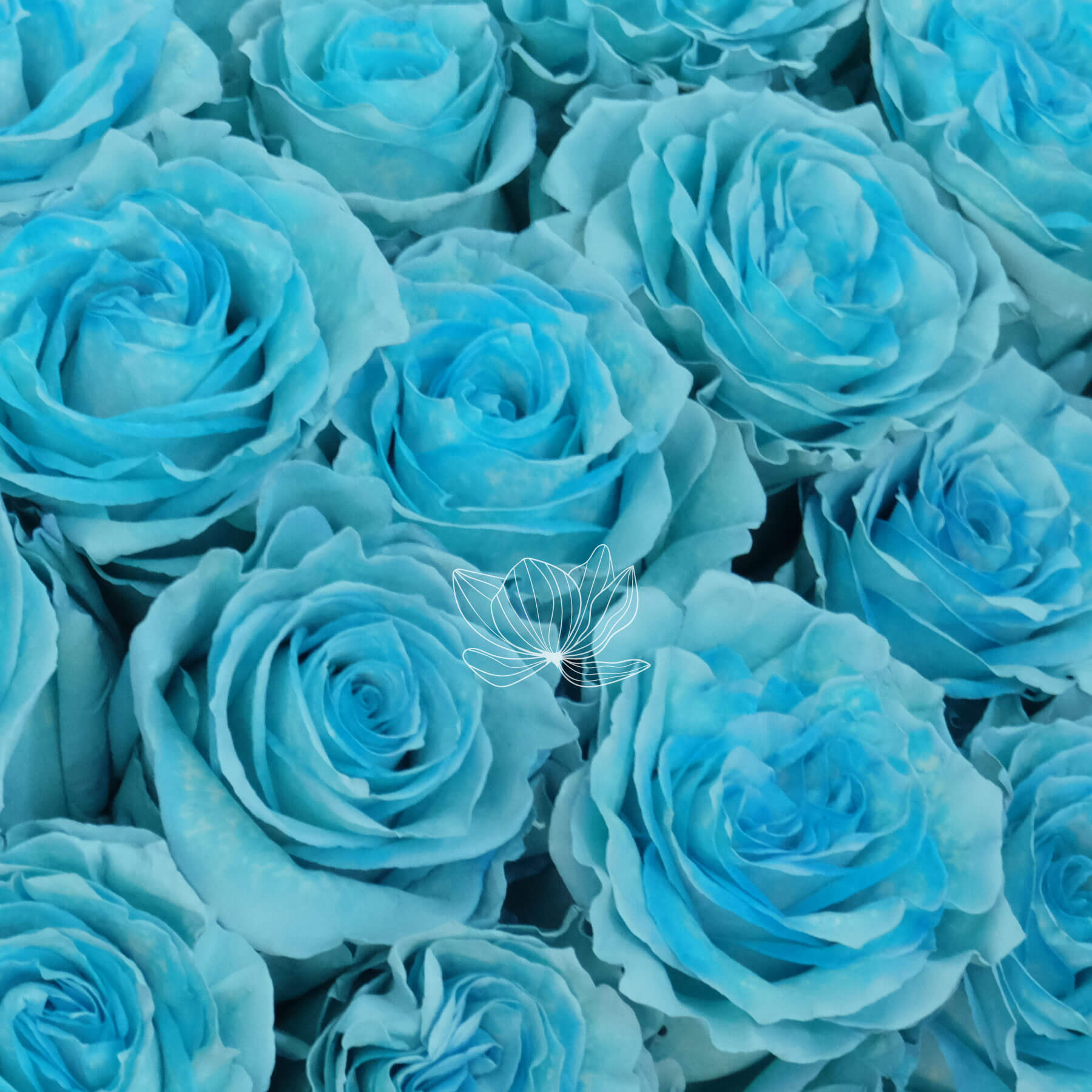 Teal Tinted Long Stemmed Roses | Online Gift Flowers | Blooming ...