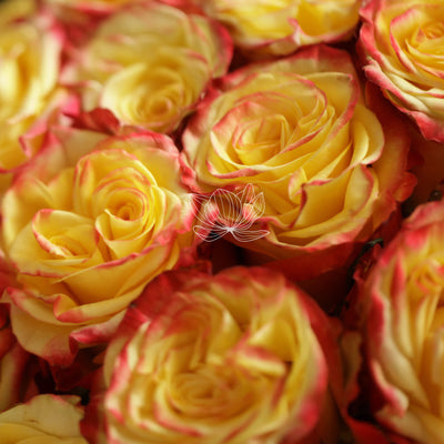 Bi-Colored Red-Yellow Long Stem Roses
