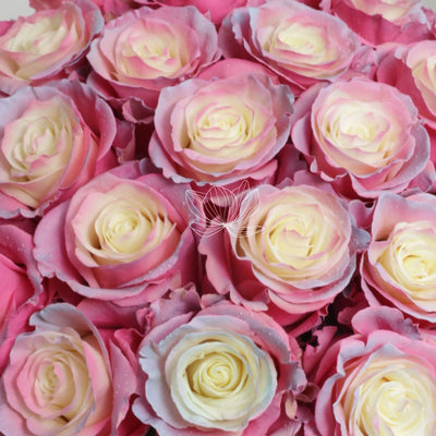 Enchanted Tinted Long Stem Roses