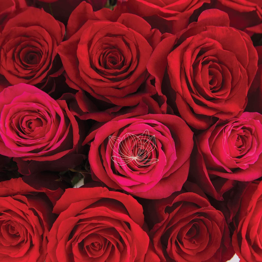 Pink Roses Vs Red Roses Pink And Red Roses Pictures