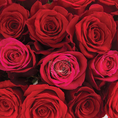 Red & Hot Pink Long Stemmed Roses | Blooming Emotions.