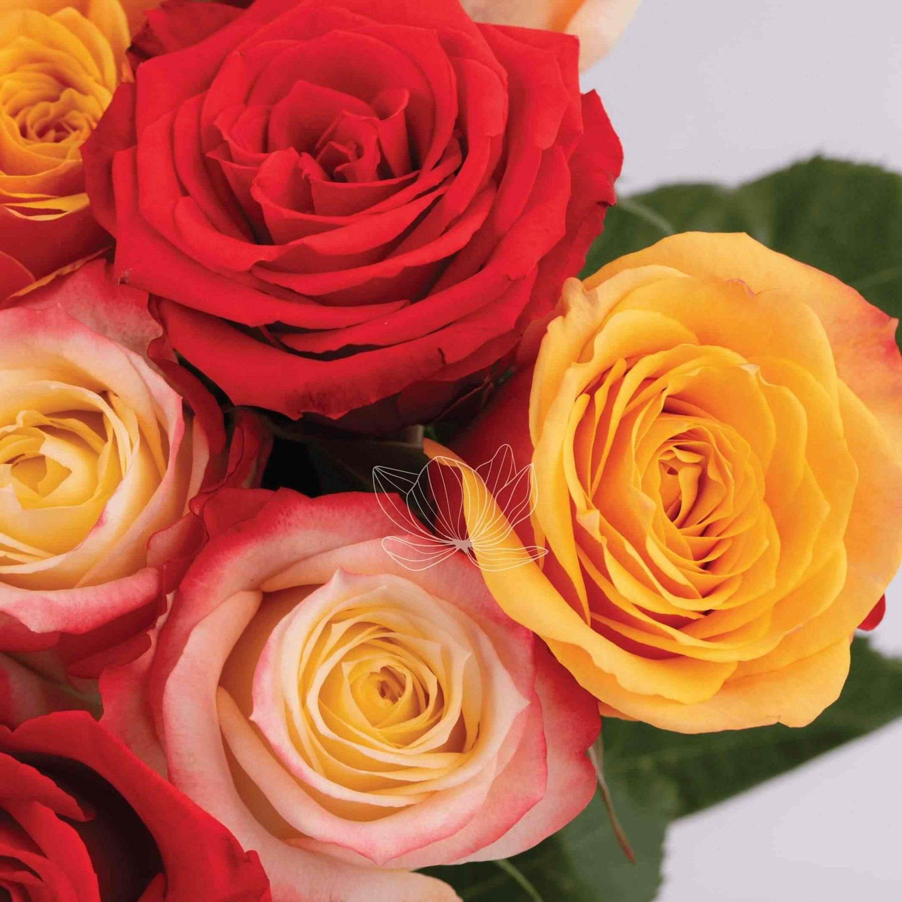 Red, Cream, Orange & Bi-colored Long Stem Roses - BloomingEmotions.com