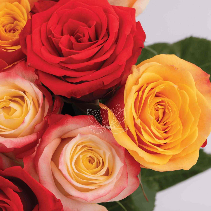 Red, Cream, Orange & Bi-colored Long Stem Roses - BloomingEmotions.com