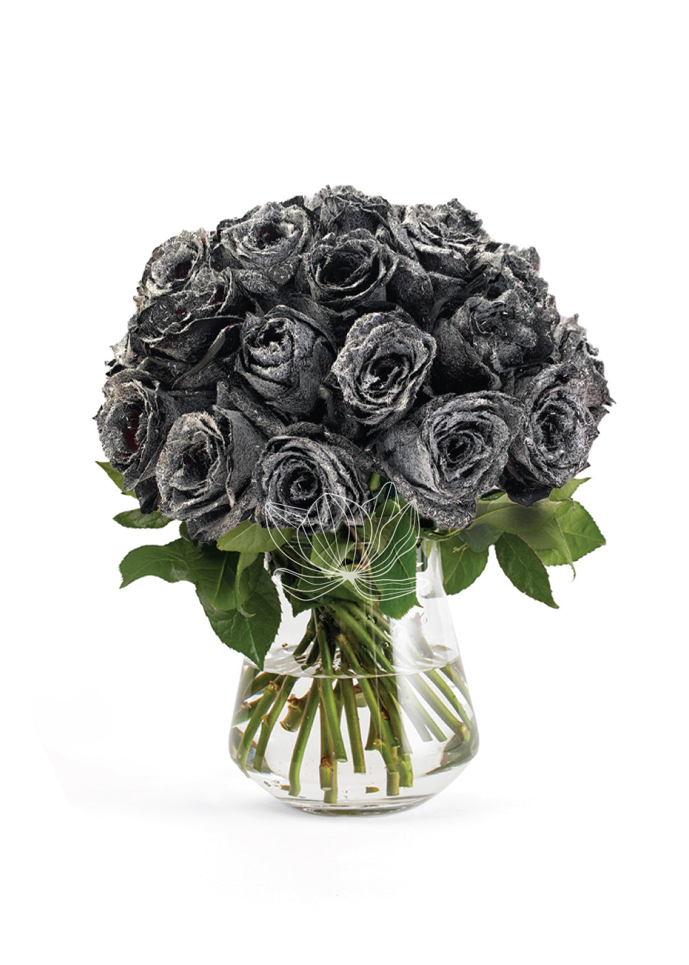 spider web on rose plant Spider Web Tinted Roses (Black & White) | Online Gift Flowers | Blooming  Emotions - 25 Stems
